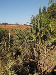 Pandanus welwitschii