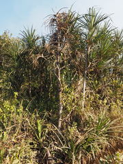 Pandanus welwitschii