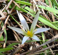 Romulea columnae rollii