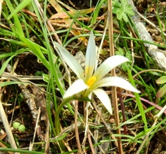 Romulea columnae rollii