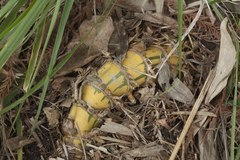 Phyllostachys sulphurea