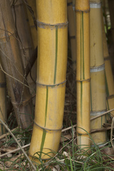 Phyllostachys sulphurea