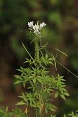 Cleome spinosa