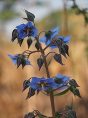 Trichodesma ambacense