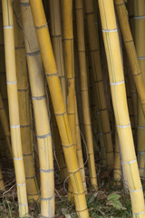 Phyllostachys sulphurea