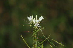 Cleome spinosa