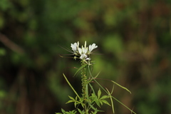 Cleome spinosa