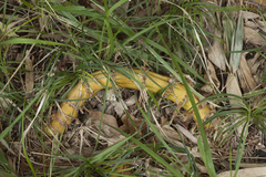 Phyllostachys sulphurea
