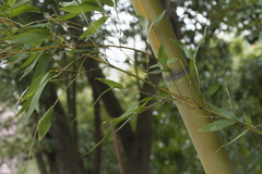 Phyllostachys sulphurea