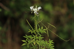 Cleome spinosa