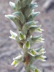 Brachystele unilateralis