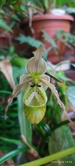 Phragmipedium