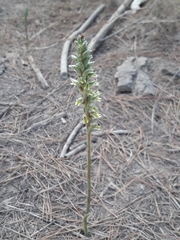 Brachystele unilateralis