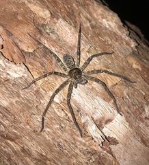 Heteropoda renibulbis