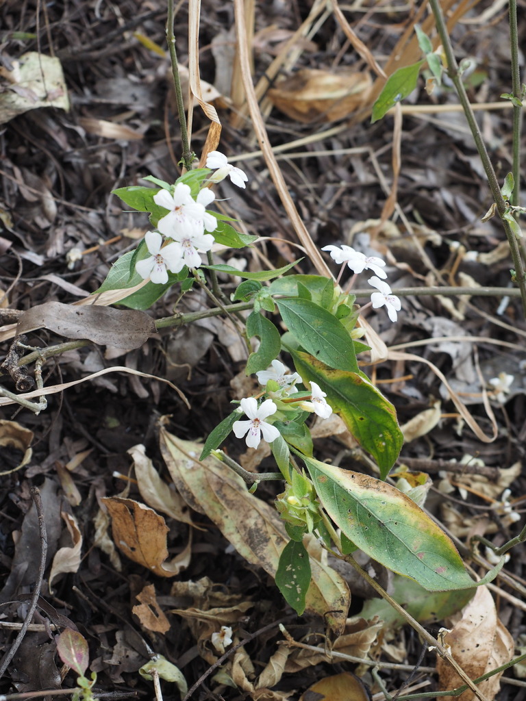 Phaulopsis lankesterioides