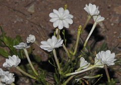 Nicotiana paa