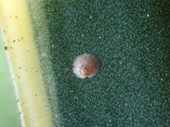 Hemiberlesia lataniae