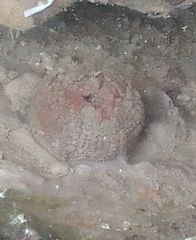 Anthopleura biscayensis