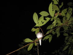 Enicurus ruficapillus