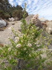 Escallonia myrtoidea