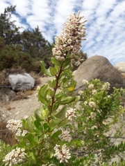 Escallonia myrtoidea