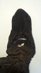 Centroselachus crepidater