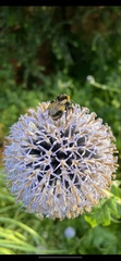 Bombus