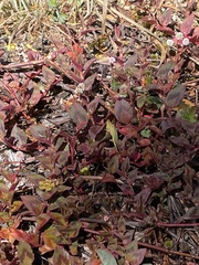 Persicaria capitata
