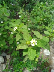 Lantana grisebachii