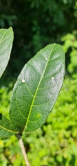 Steriphoma