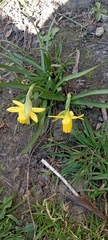 Narcissus minor