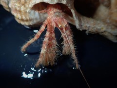Pagurus setosus