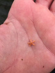 Henricia leviuscula