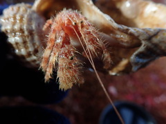 Pagurus setosus