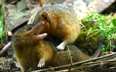 Monodelphis dimidiata
