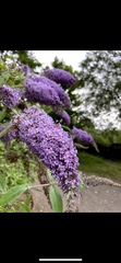 Buddleja davidii