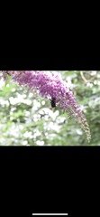 Buddleja davidii