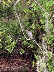 Butorides virescens image