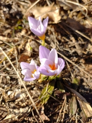Crocus atticus