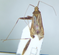 Phytocoris insignis