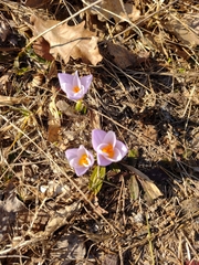 Crocus atticus