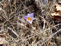 Crocus atticus