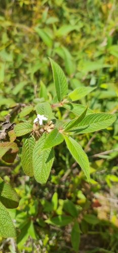Sabicea diversifolia image