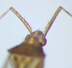 Phytocoris insignis