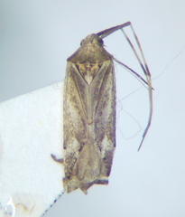 Phytocoris rjabovi