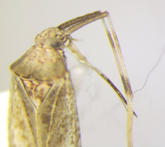 Phytocoris rjabovi