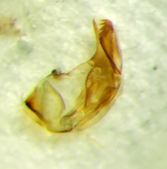 Phytocoris rjabovi