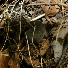 Crocidura russula