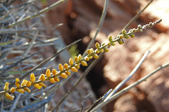 Dyckia