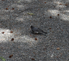 Junco hyemalis image